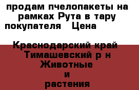 продам пчелопакеты на рамках Рута в тару покупателя › Цена ­ 1 100 - Краснодарский край, Тимашевский р-н Животные и растения » Другие животные   